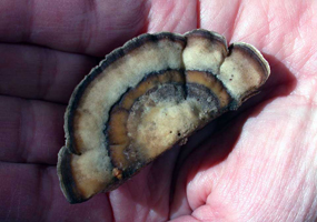 Bjerkandera adusta, close view of the zoned top of the fruiting body
